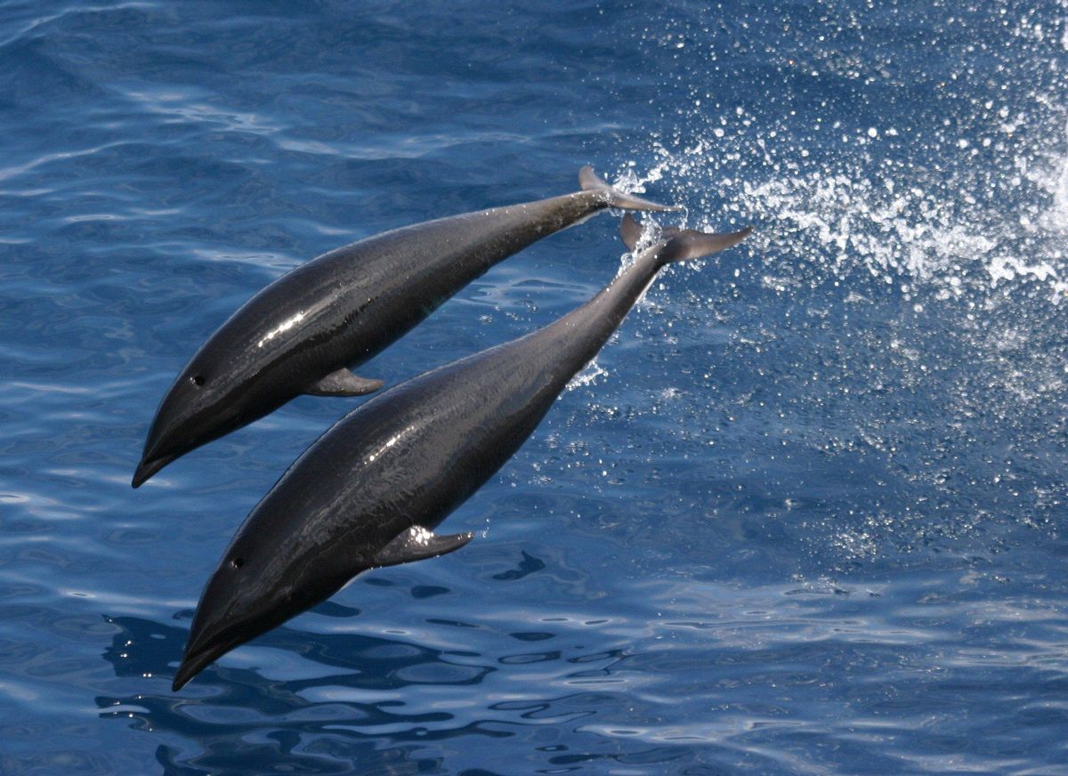 Delfiines ballena franca boreal.
