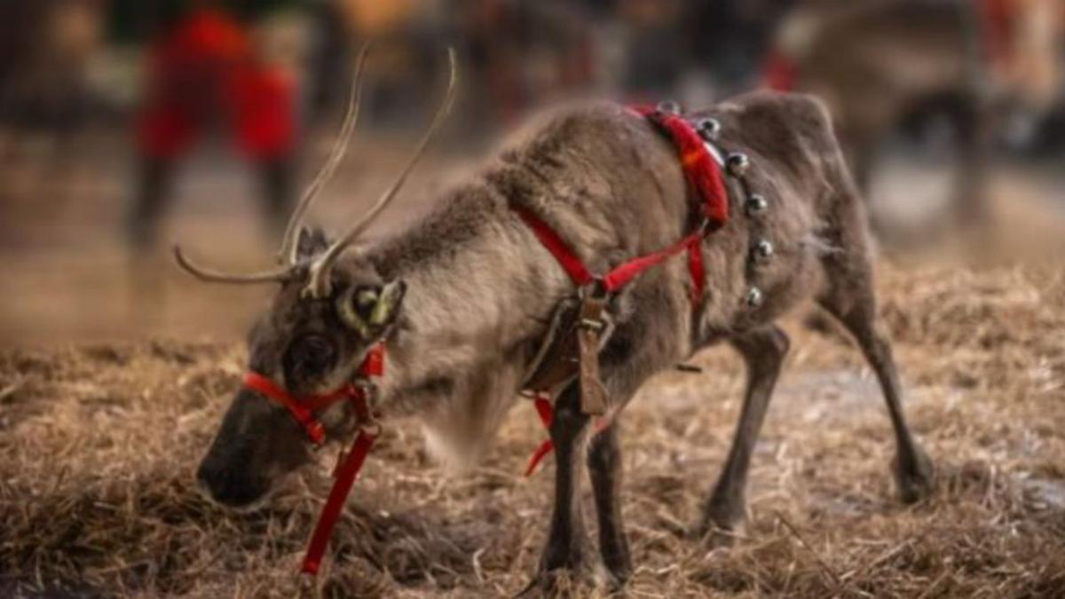 Papá Noel desfilará con renos y elfos por el centro de Oviedo el día de Nochebuena