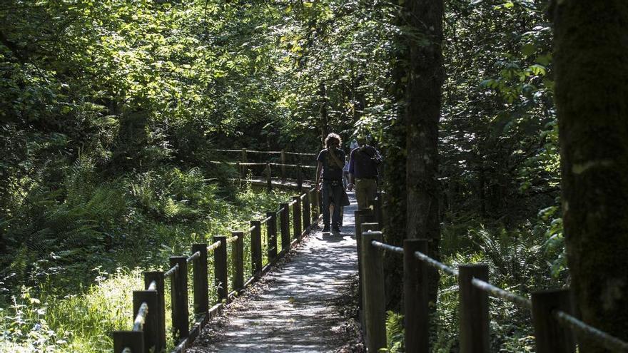 La selvicultura y el futuro de los montes en Asturias