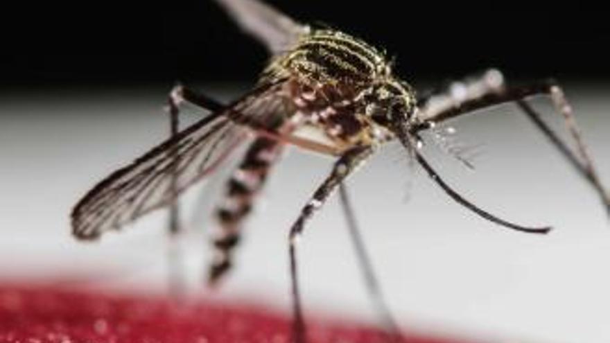 Vox denuncia plagas de mosquitos en San Vicente y exige al Ayuntamiento actuaciones