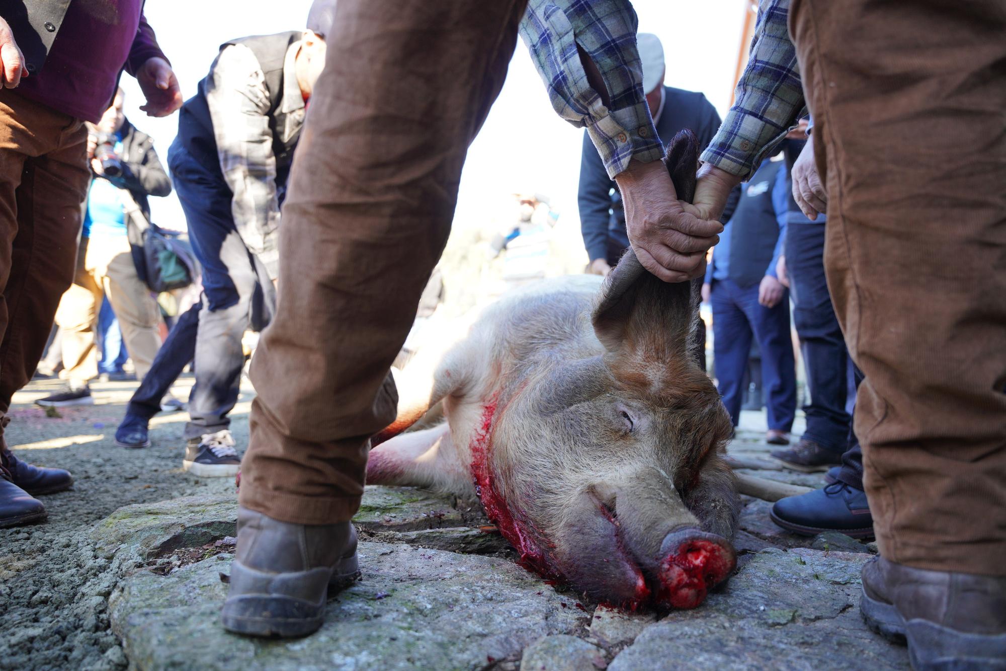 La Matanza do Porco en imágenes