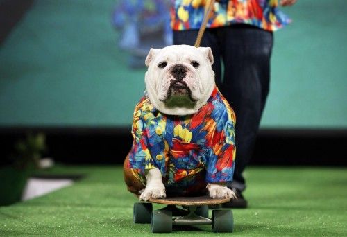 Beefy, un bulldog, monta en skateboard empujado por su dueño Patrick Clemens en la pasarela de la New Yorkie Runway Doggie Fashion Show en Nueva York