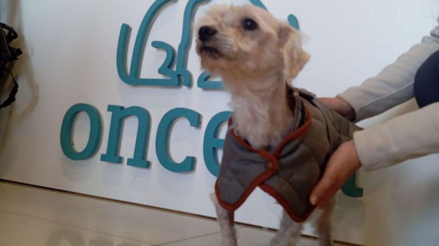 La Protectora salva la vida de un perro atropellado con una operación de 2.000 euros