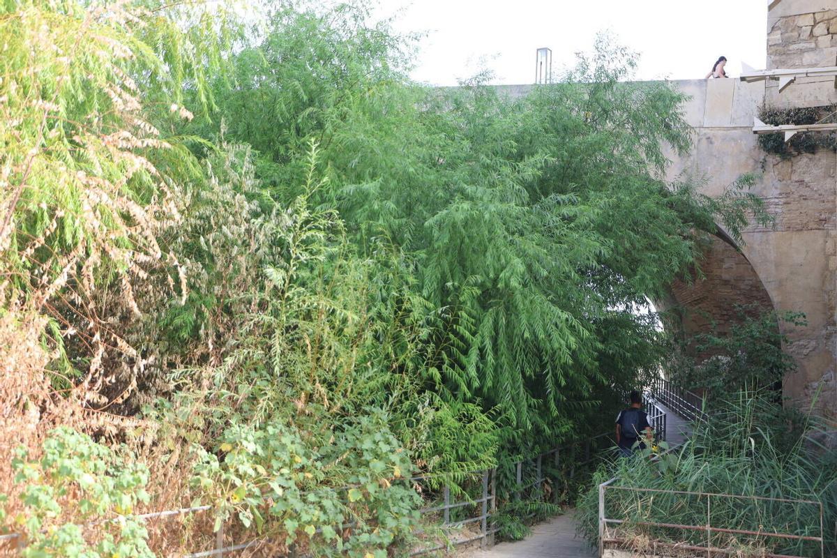 La vegetación toma el Puente Romano