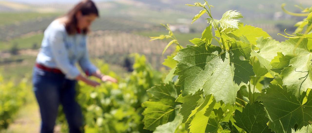 Trabajos en una viña del marco de Montilla-Moriles.