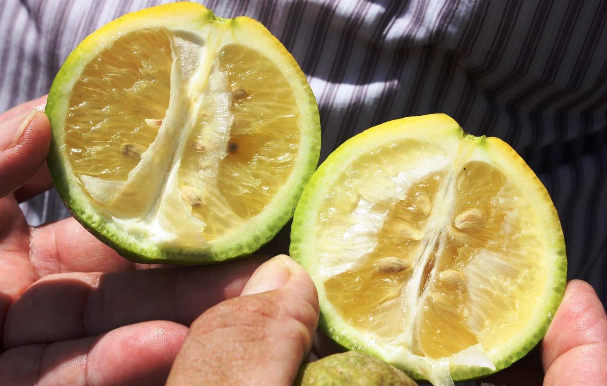 Cítricos afectados por la plaga HLB