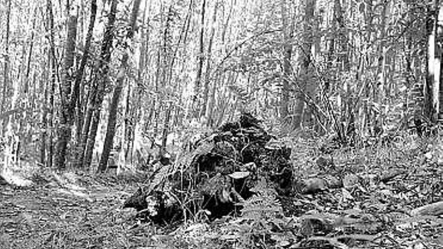 Bosque de castaños en Sobrescobio.