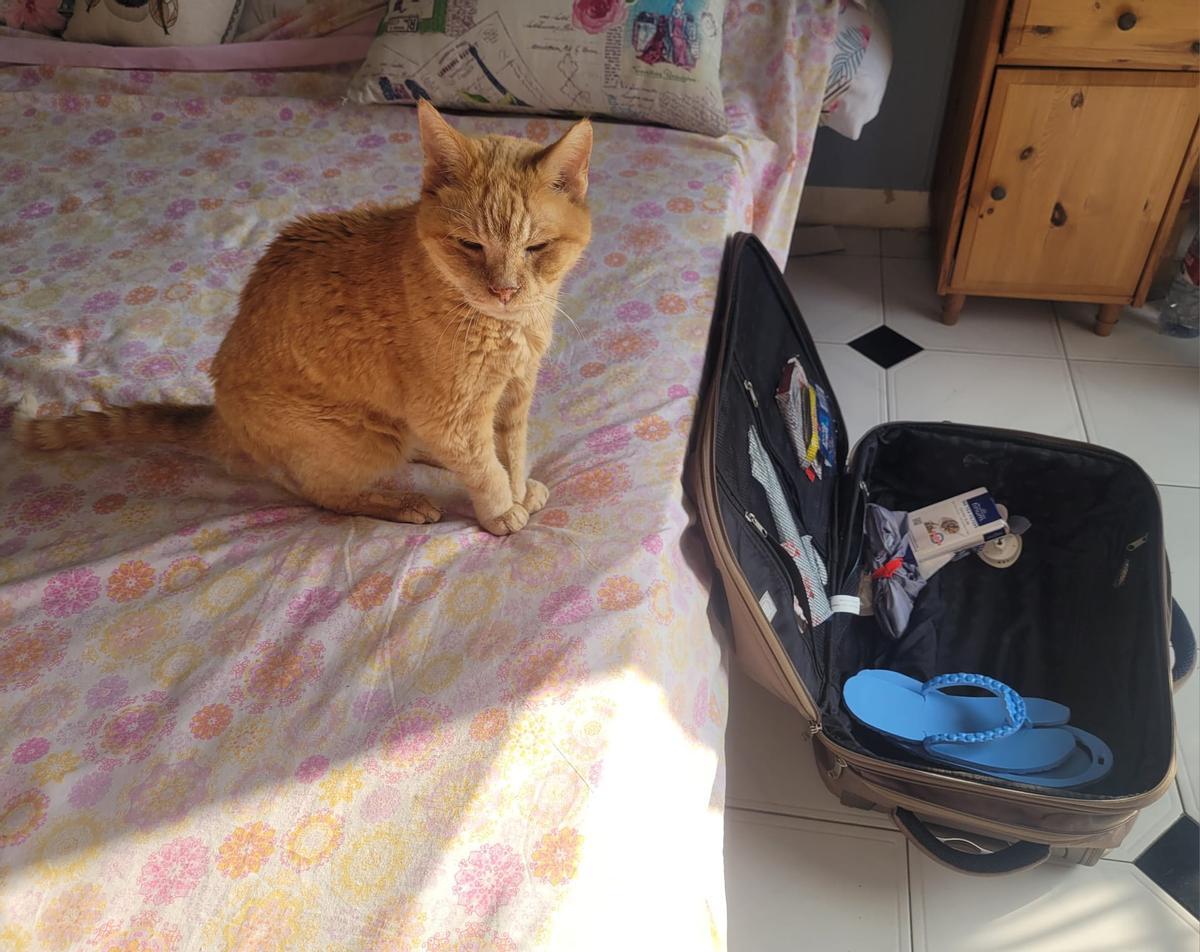 Un gato, ante la maleta de viaje de su dueña.