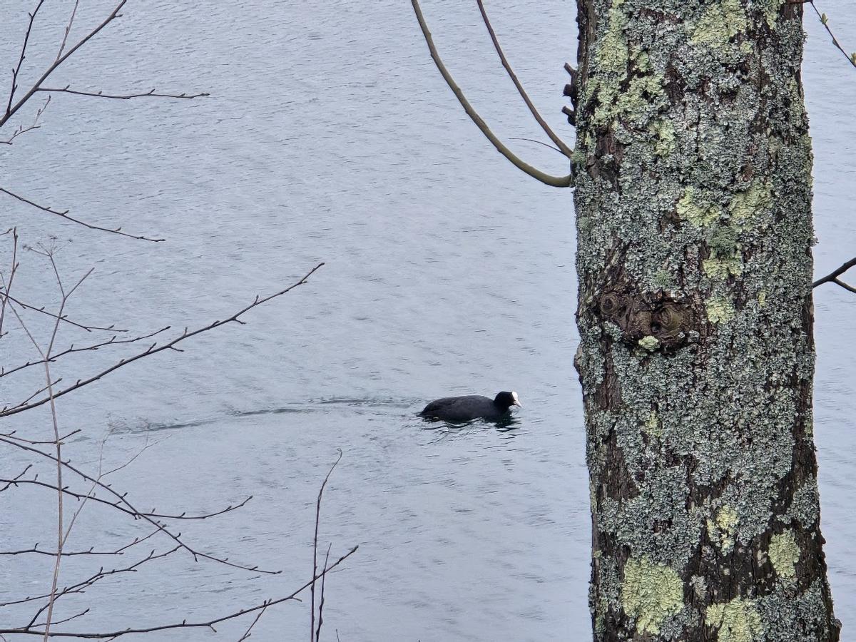 Una focha común en la laguna.