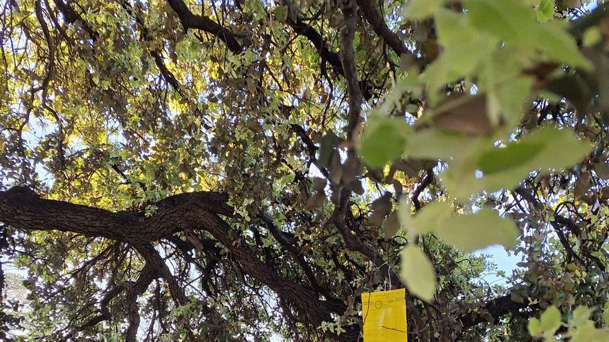 Ontinyent refuerza el control de plagas y fomenta la biodiversidad en las zonas verdes