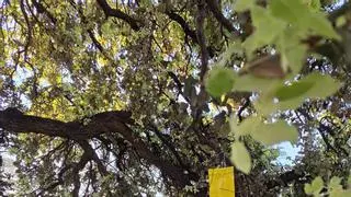 Ontinyent refuerza el control de plagas y fomenta la biodiversidad en las zonas verdes