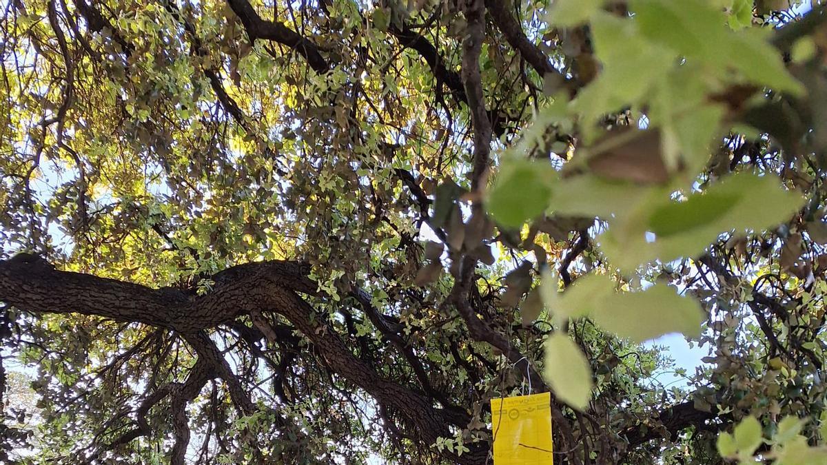 Un árbol marcado con las medidas para controlar las plagas en Ontinyent.