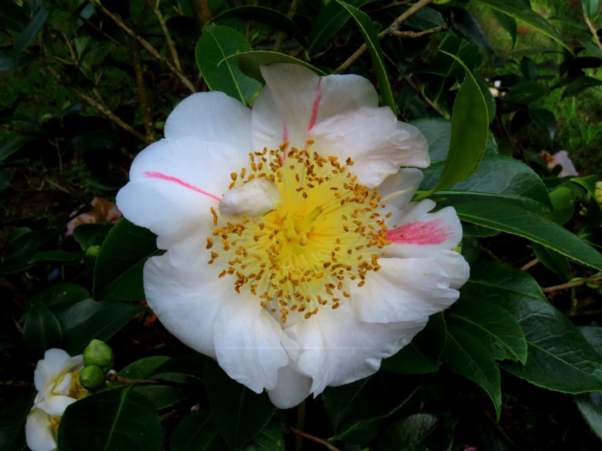 San Justo, paraíso de las camelias en Villaviciosa