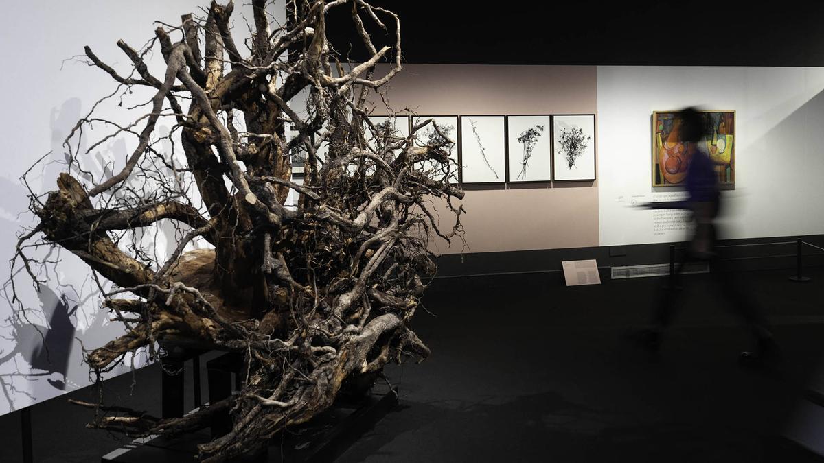 Exposición «Rodoreda, un bosque» sobre Mercè Rodoreda en el CCCB