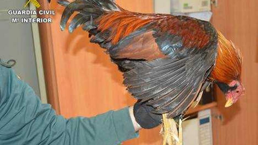 Desmantelan un recinto de peleas de gallos con un graderío para 300 postores