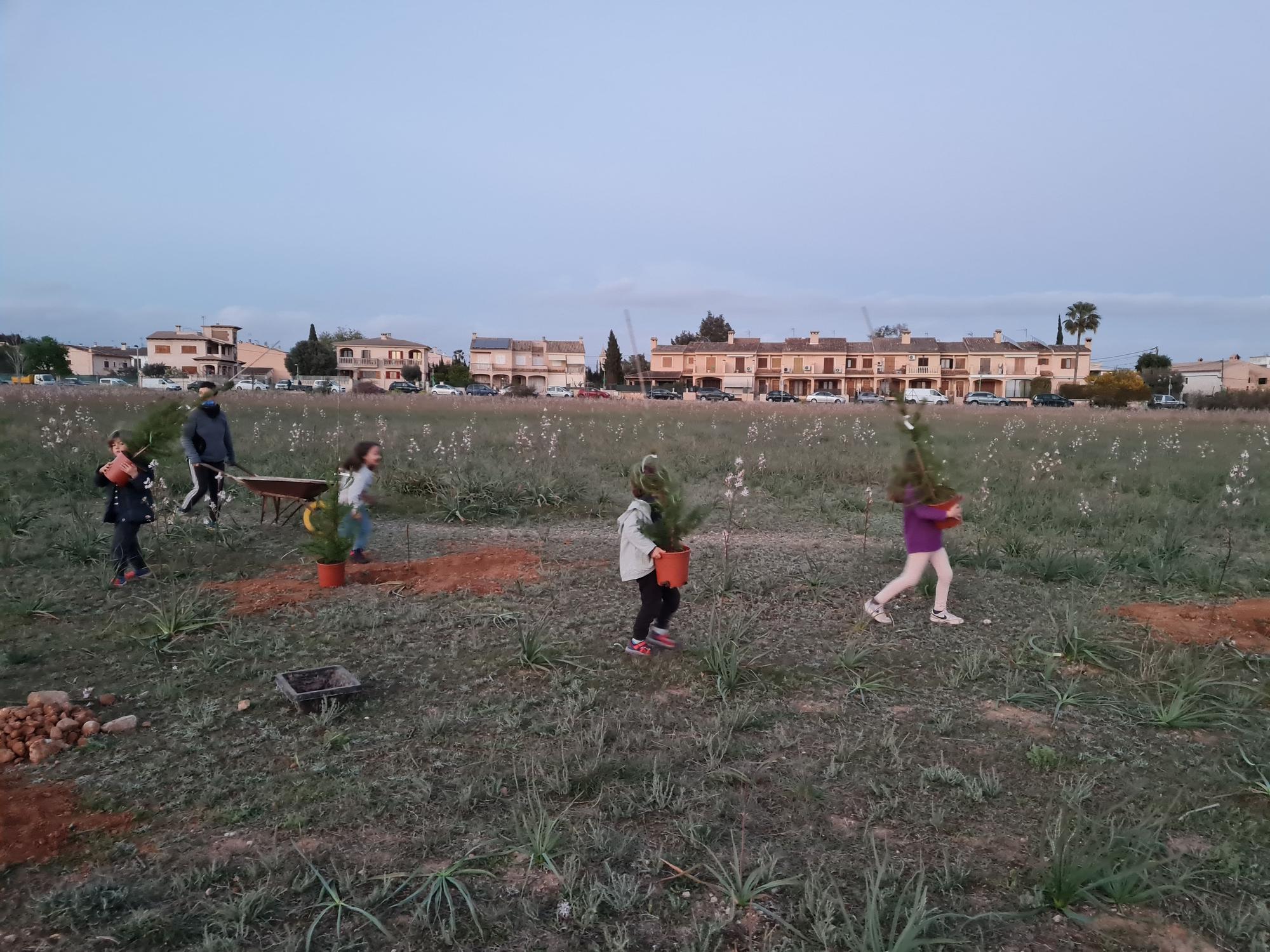 Vecinos de Marratxí plantan pinos en el solar donde Aena proyecta el parque solar