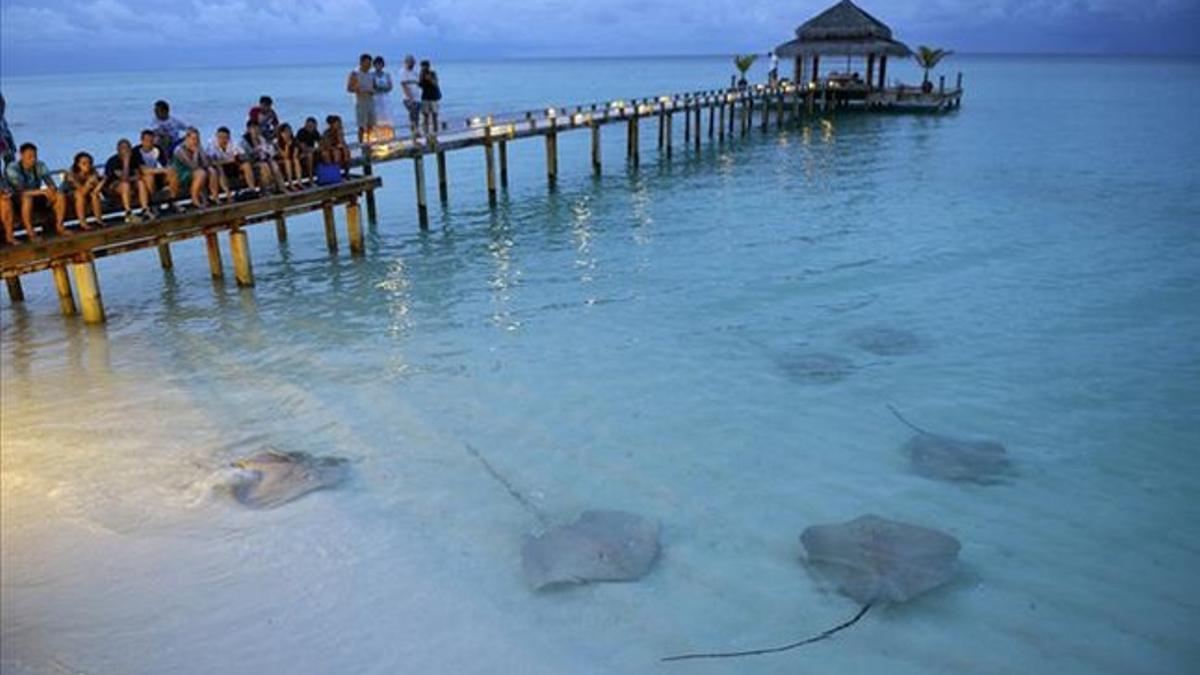 Turistas en Maldivas viendo unas rayas.
