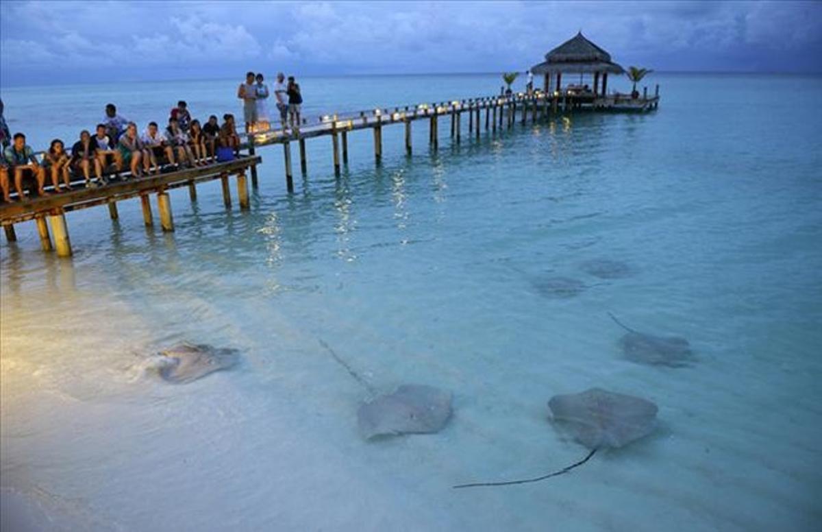 Turistes a les Maldives observant unes rajades.