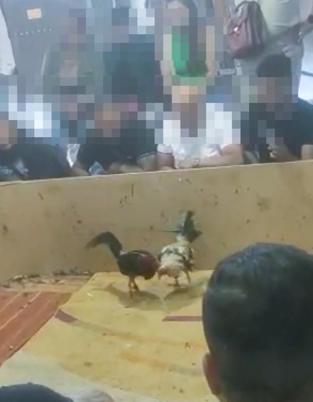 Los espectadores apuestan mientras los gallos protagonizan una lucha encarnizada.