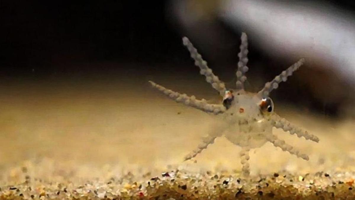 Larva de “octopus vulgaris”, en un acuario.