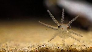 Larva de “octopus vulgaris”, en un acuario.
