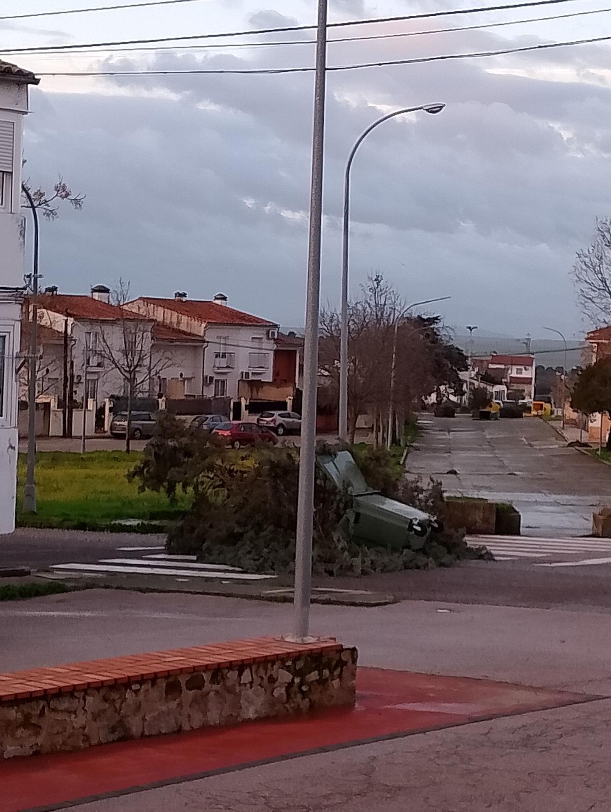 Un árbol junto a un contenedor de residuos desplazados por el temporal en Trujillo