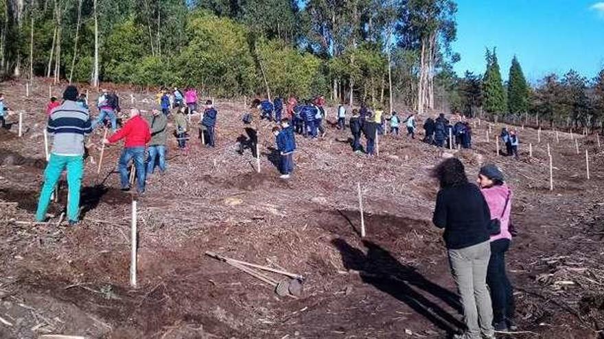 Una de las plantaciones de árboles en el Trega, con escolares, en este año.  // C. M. C.