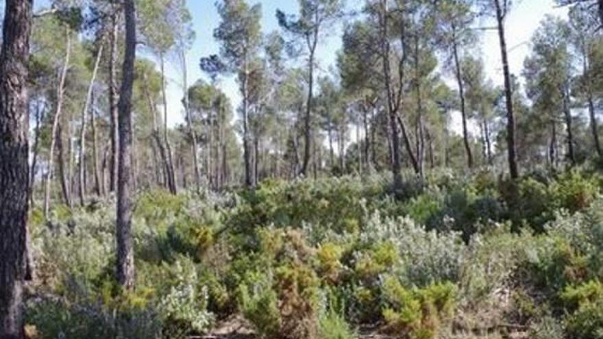 Matorral debajo de arbolado, de fácil propagación para el fuego.