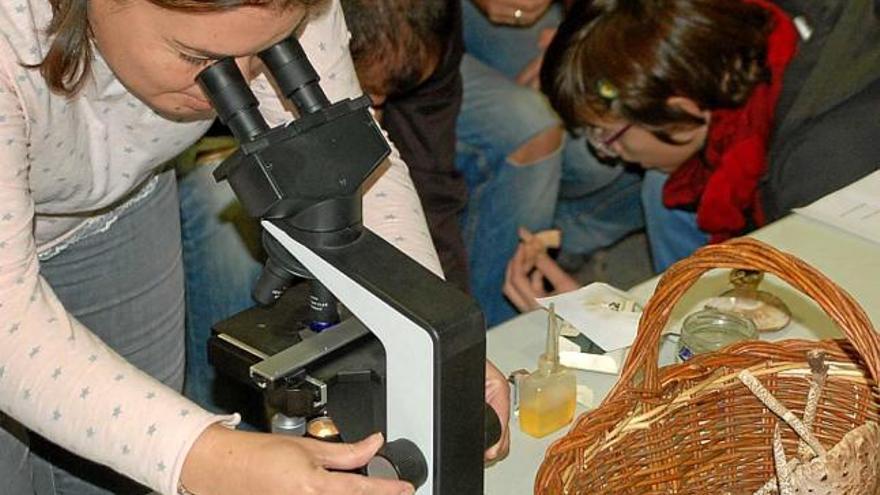 Un dels participants a l&#039;Explora Bolets observa un bolet al microscopi