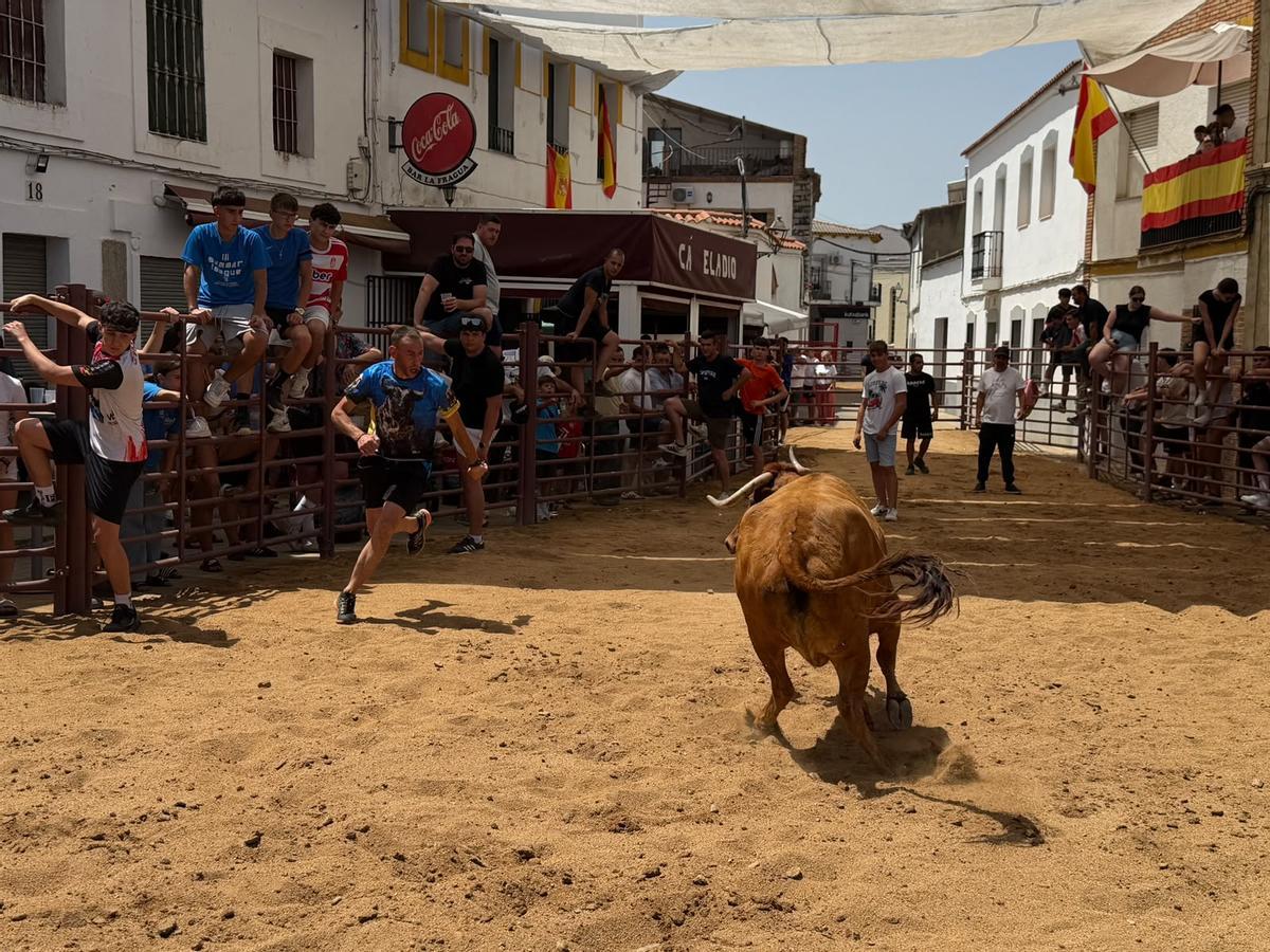 Comienzan los encierros de vacas bravas en la localidad de Alcaracejos: intensidad y emoción en las calles