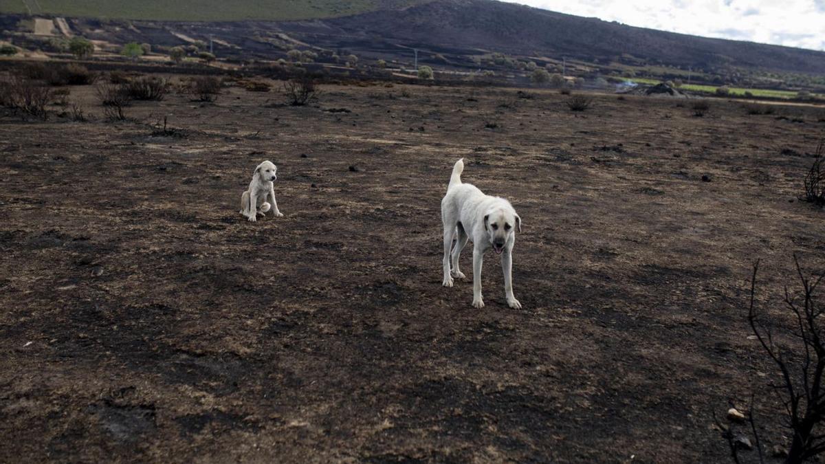 Dos perros, ayer en una de las zonas calcinadas por el fuego.