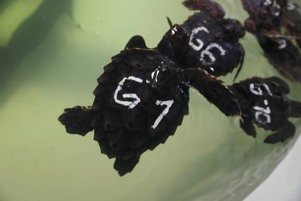 Las tortugas del Acuario de Gijón pegan el estirón