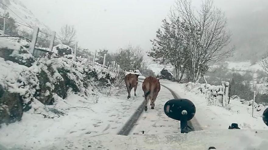 Quitanieves del Ayuntamiento de Somiedo trabajando desde primera hora de la mañana por los pueblos altos para que puedan, los vecinos, bajar a votar a la mesa electoral de Pola de Somiedo