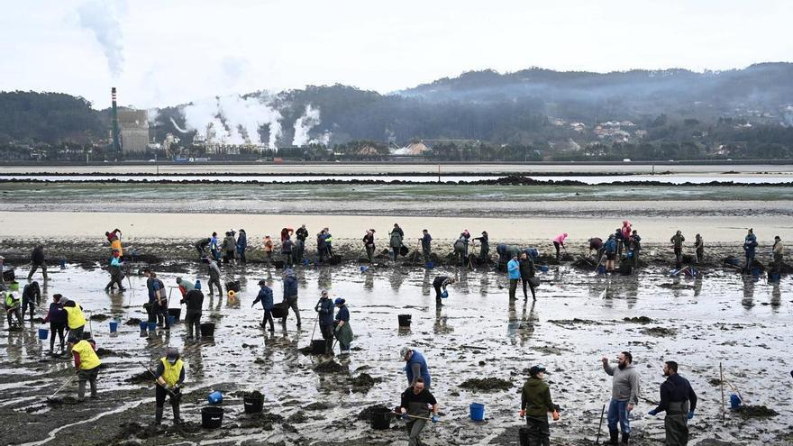 El drama en los arenales gallegos: seis de cada diez planes marisqueros sufren una mortandad superior al 50%