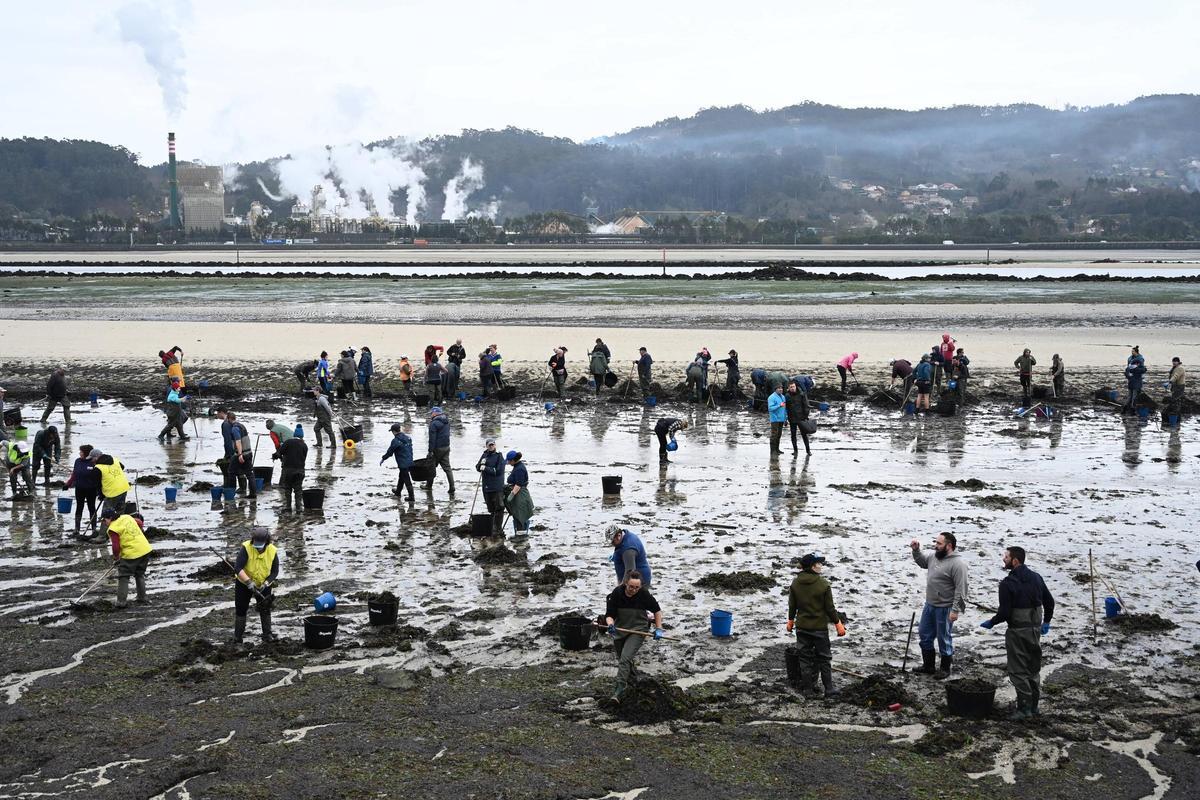 Mariscadoras de la ría de Pontevedra limpiando una arenal en Poio el pasado febrero