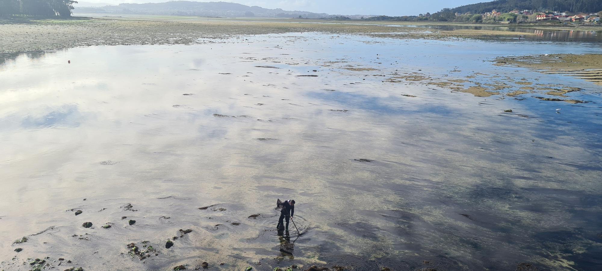 La pesca artesanal del chopo subsiste bajo el puente de A Toxa