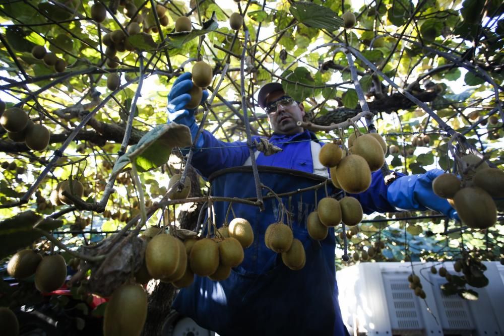 La recogida del kiwi en Pravia