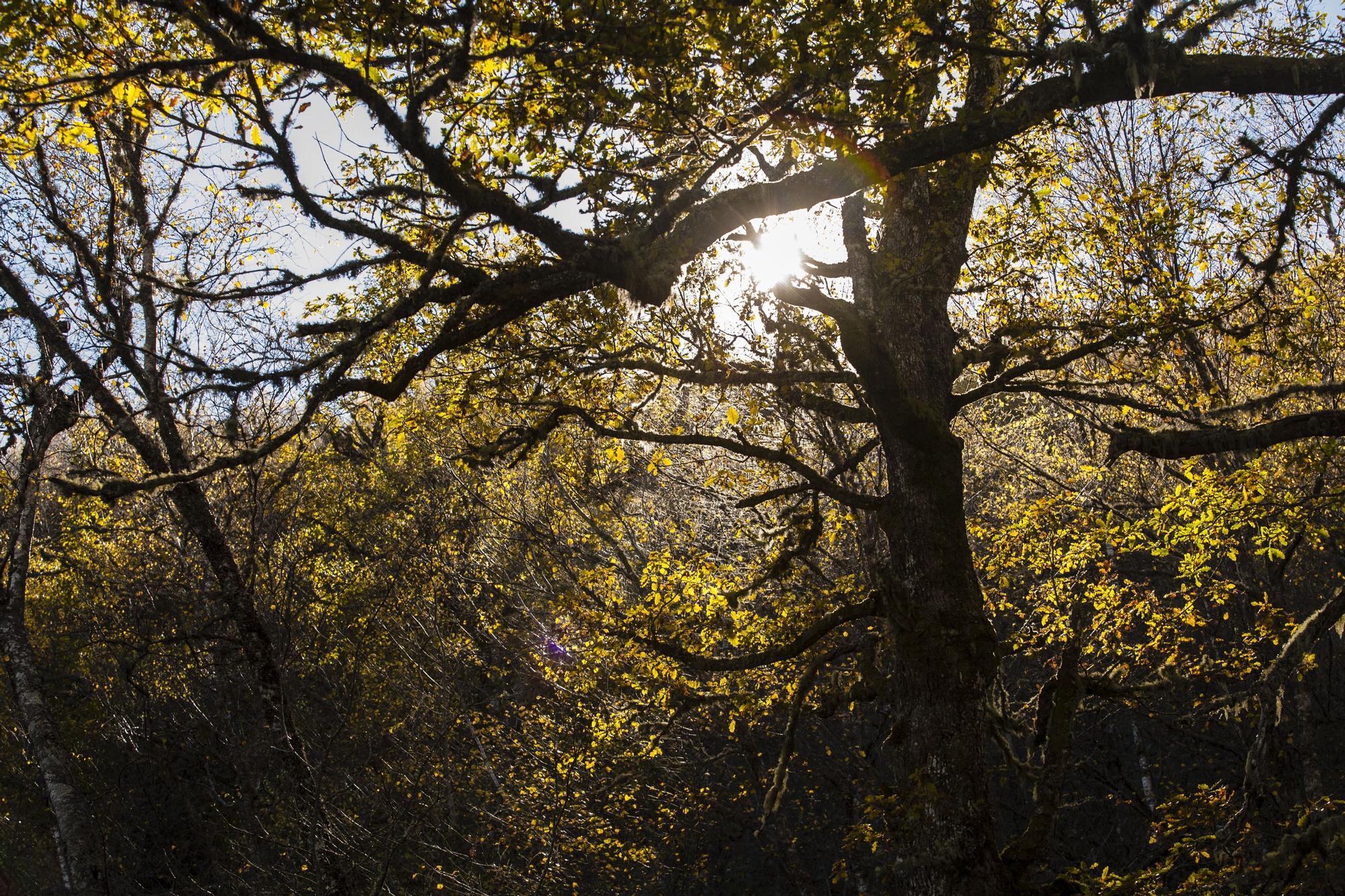 Las 100 fotos que demuestran que el otoño es la mejor época para conocer Asturias