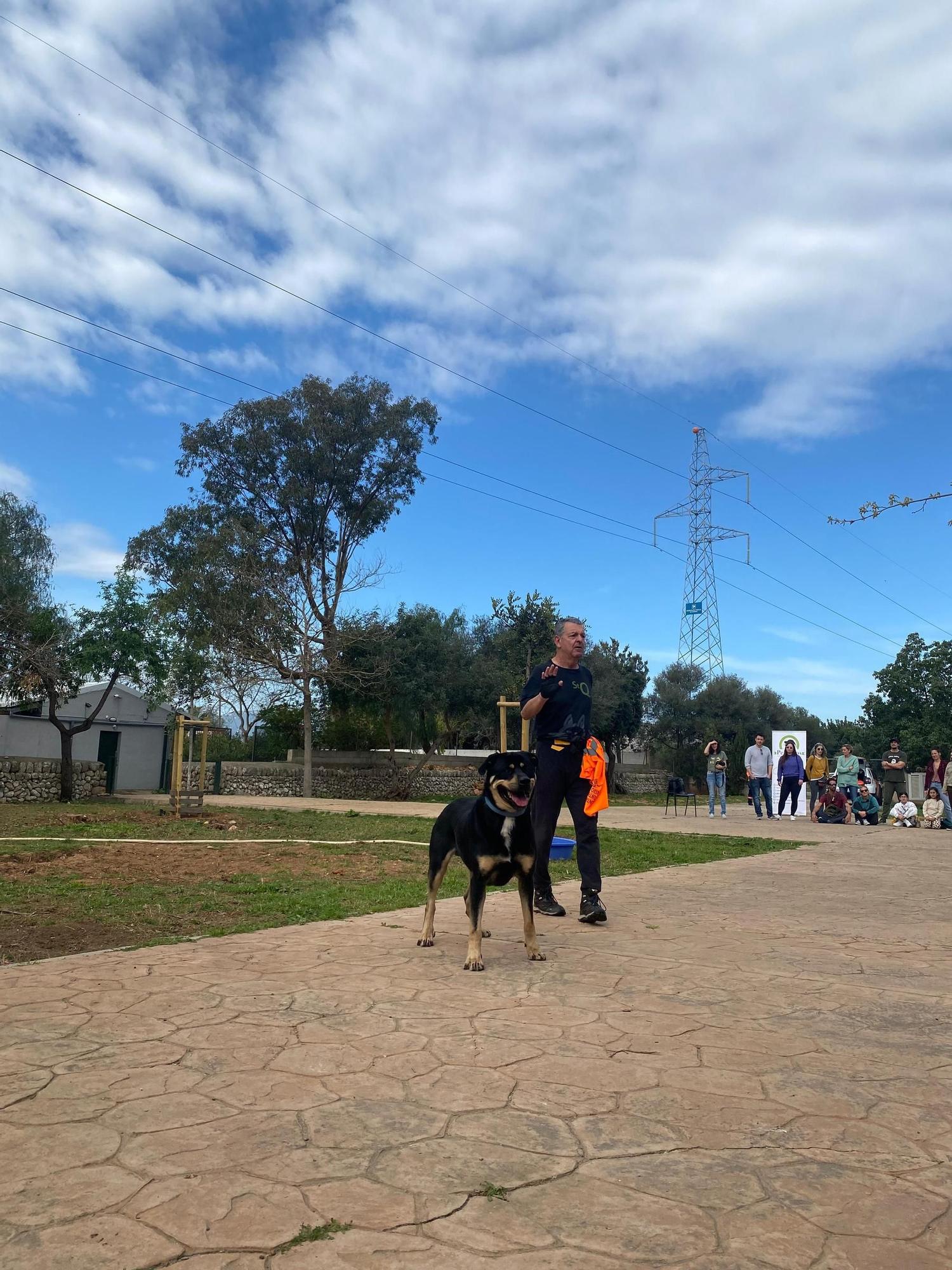 Así ha sido el desfile de Peluditos de Son Reus: Decenas de perros buscan un hogar en Mallorca