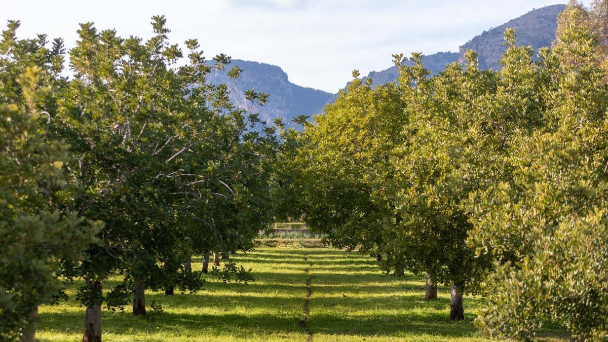 Campo de algarrobos en la Serra de Tramuntana.