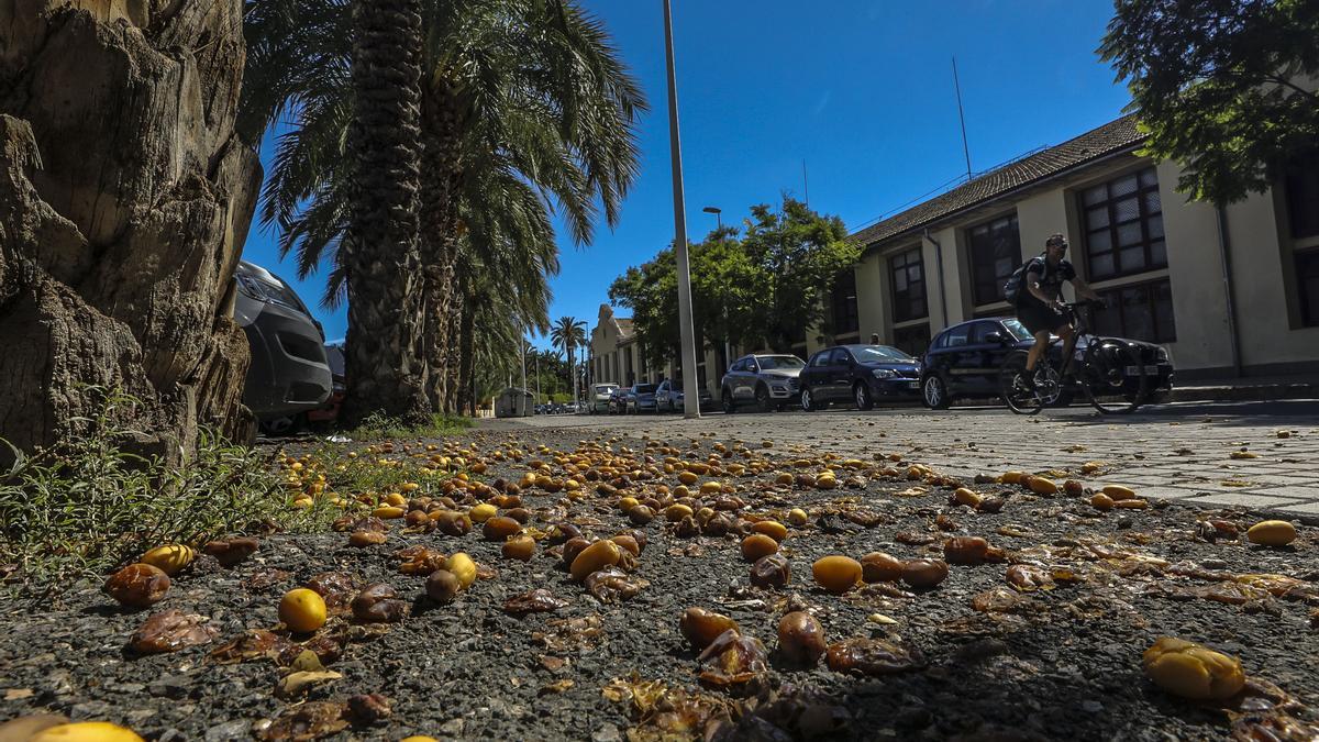 Dátiles caídos porque no ha dado tiempo a podar las palmeras, una imagen habitual del otoño en Elche