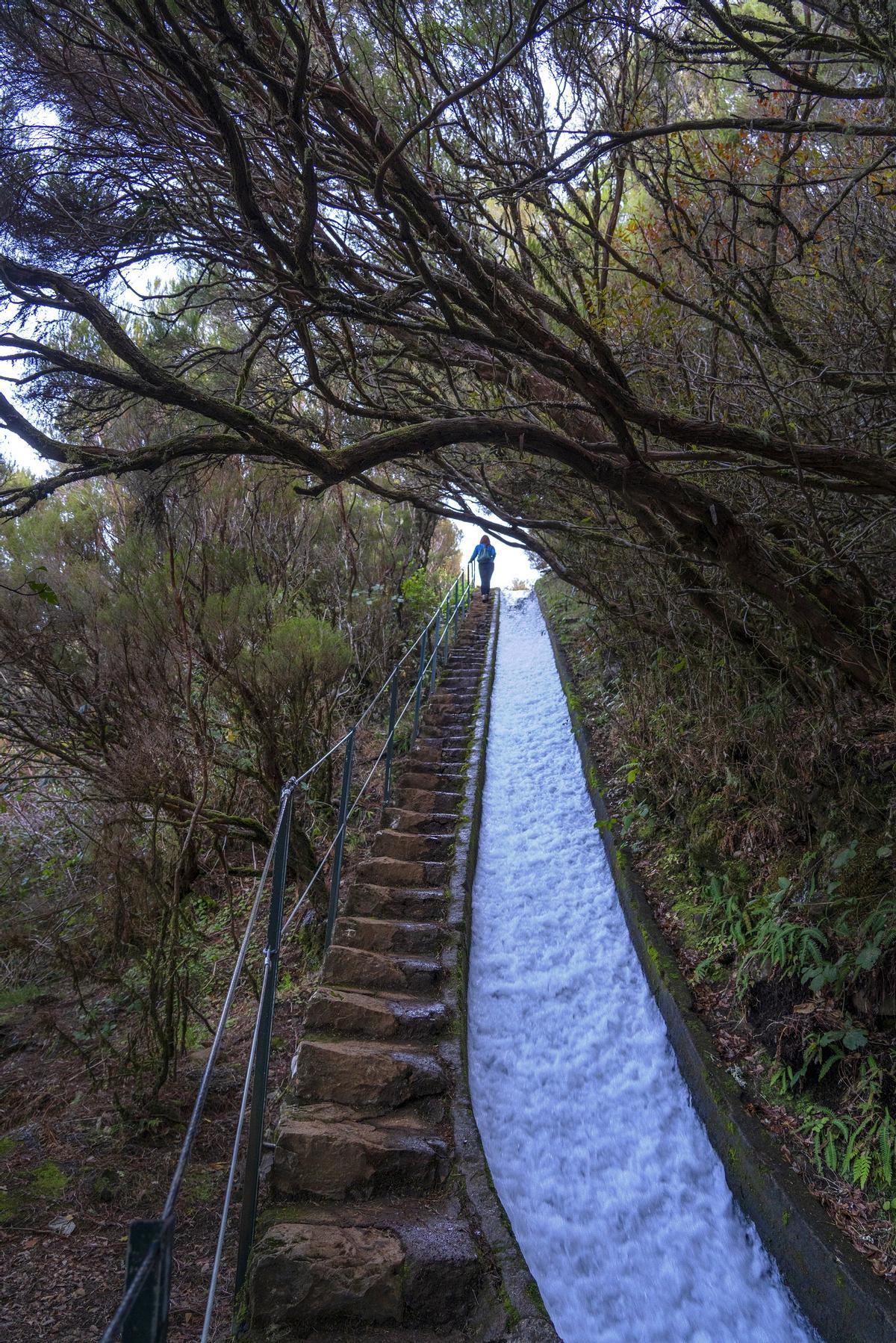 Levada do Alecrim.