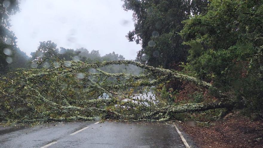 El temporal en Sanabria derriba un árbol y corta la carretera de Robleda