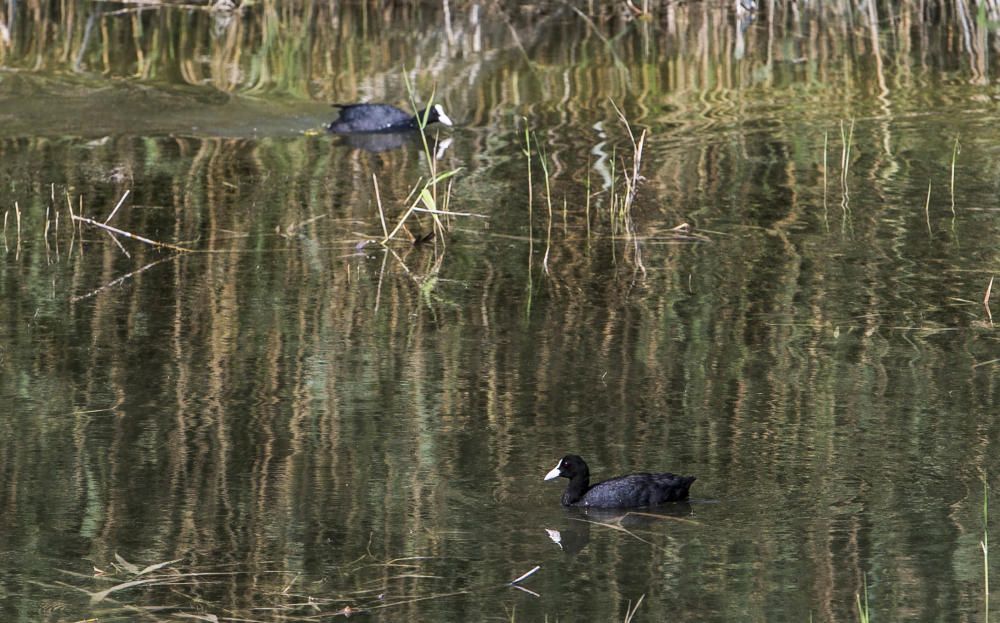 Ecologistas quieren proteger El Hondo