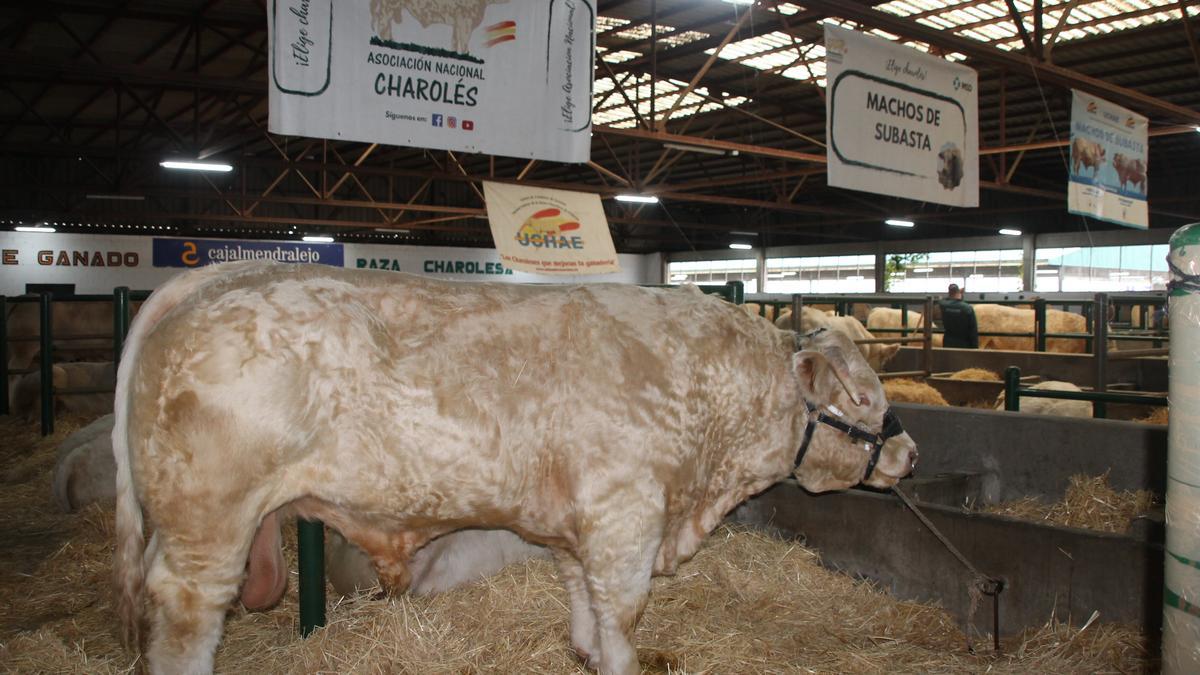 Sementales de vacuno charolés en la última Agroganadera de Trujillo.