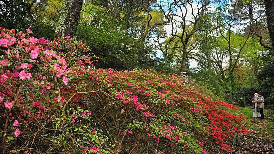 Azaleas y rododendros. En uno de los extremos del bosque crecen unas coloridas matas de azaleas, junto a un grupo de rododendros, que empiezan a florecer en esta época del año. Hay ejemplares de la India y de Nepal, entre otras procedencias. No muy lejos de ese bosquecillo pueden verse desde un pino de Yunnan (China), hasta un nogal negro de Estados Unidos o una “colletia spinosissima” de Chile. | IÑAKI ABELLA