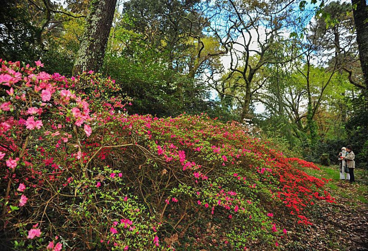 Azaleas y rododendros. En uno de los extremos del bosque crecen unas coloridas matas de azaleas, junto a un grupo de rododendros, que empiezan a florecer en esta época del año. Hay ejemplares de la India y de Nepal, entre otras procedencias. No muy lejos de ese bosquecillo pueden verse desde un pino de Yunnan (China), hasta un nogal negro de Estados Unidos o una “colletia spinosissima” de Chile. | IÑAKI ABELLA