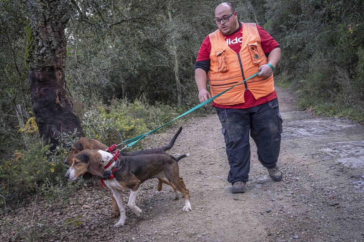 Barcelona, 04/12/2025. Sociedad. Batida de caza de jabalí en un coto privado del Gironès. Peste porcina africana, jabalí, caza, mundo rural, PPA. AUTOR: MANU MITRU