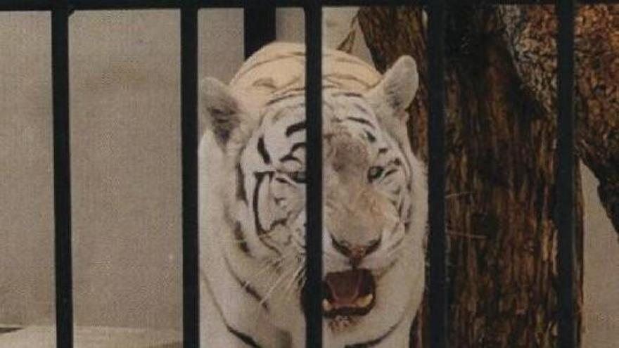 El tigre albino localizado en una casa de campo de Alicante.