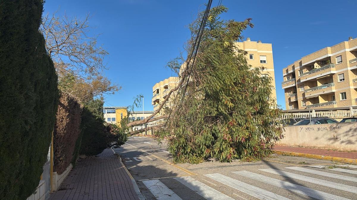 Árbol del patio del colegio Nuestra Señora del Rosario de Torrevieja que ha caído sobre la calzada